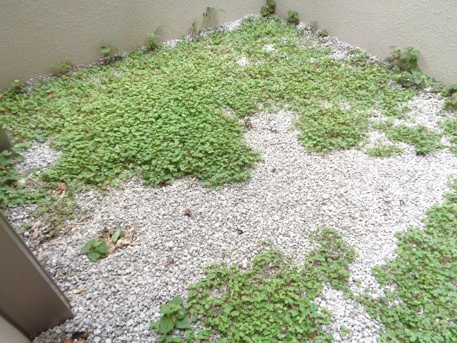 金井邸貸家  庭