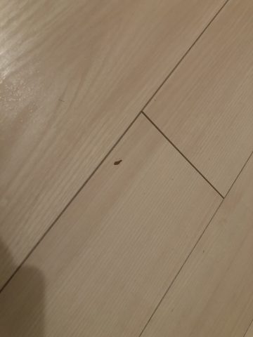 ♪匠の技術！床リペアの職人技！♪