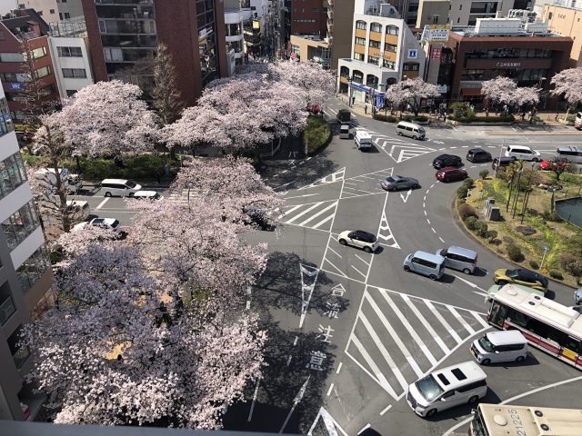 いよいよ満開に向かって♪🌸