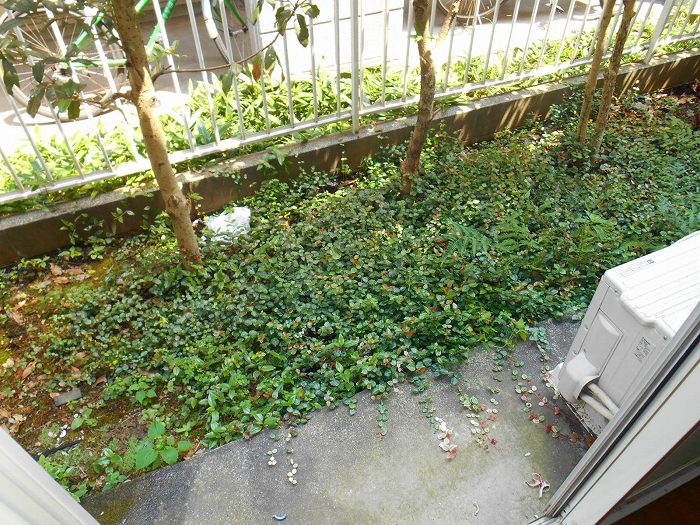 ロイヤル栄町  庭