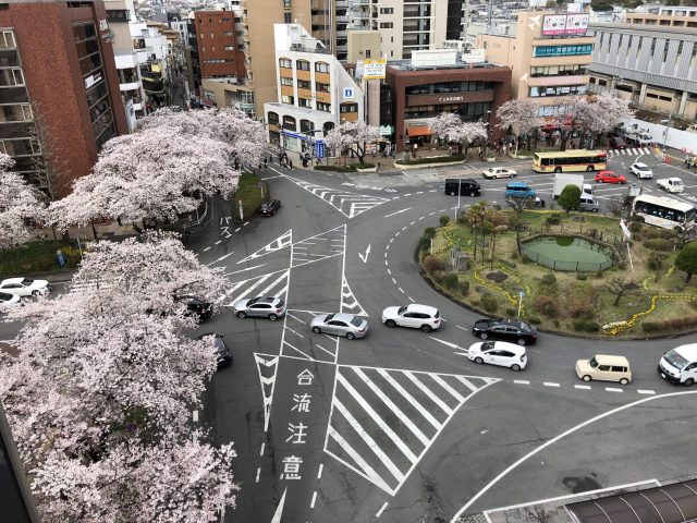 桜並木が見頃です！！！
