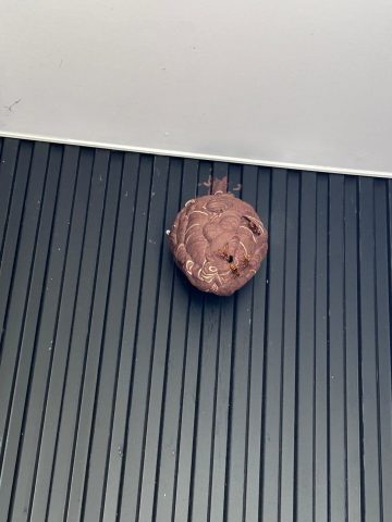 蜂の巣　除去作業…。